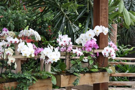 orchideeënhoeve social deal|Pantropica (voorheen Orchideeën Hoeve) korting